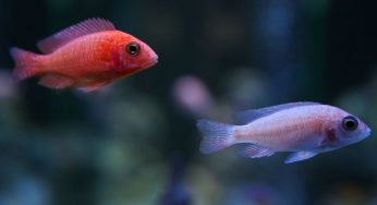 Less is More: Declutter with Aquarium Minimalism